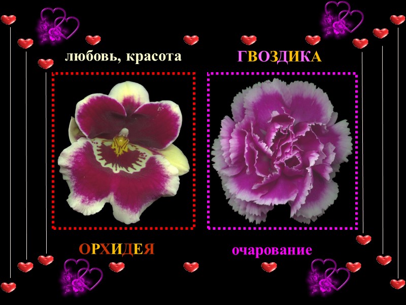 ОРХИДЕЯ любовь, красота ГВОЗДИКА очарование